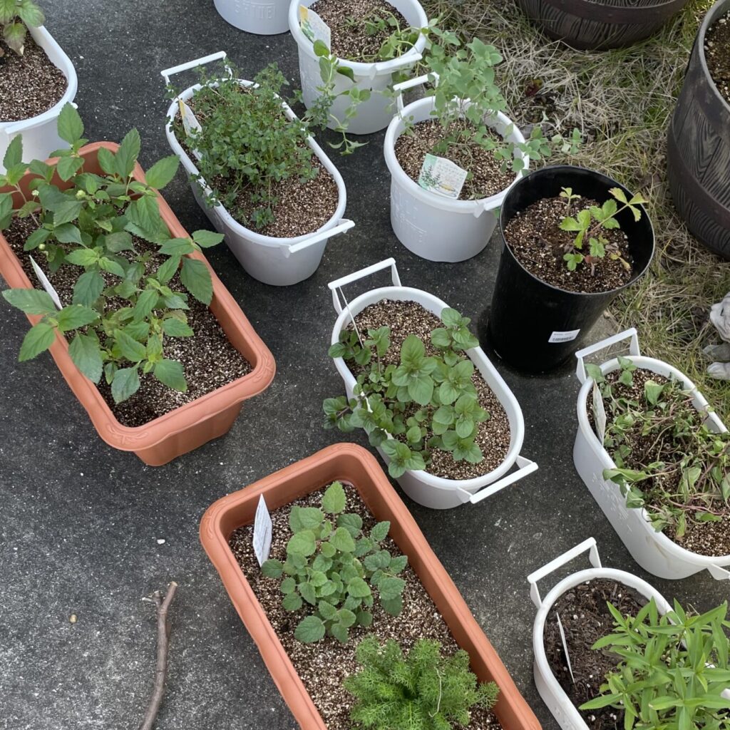 庭にあるハーブの鉢植えの写真。