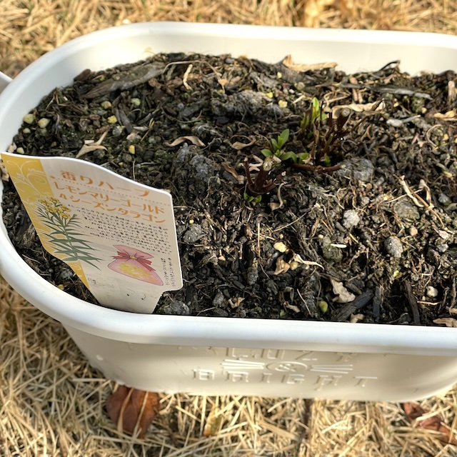 冬に枯れたレモンマリーゴールドの鉢植え